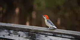 Birding Photowalk at Kensington Metropark