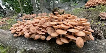 Fall Fungi Walk - September 26