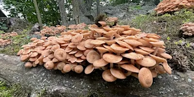 Fall Fungi Walk - September 26