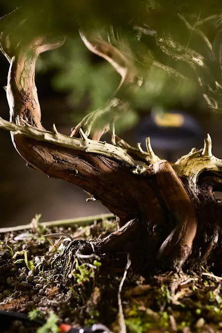 Deciduous Pruning Workshop