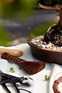 Make Your Own Bonsai: Chinese Elm or Tiger Bark Ficus