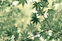 Japanese-Style Pruning  - November 13