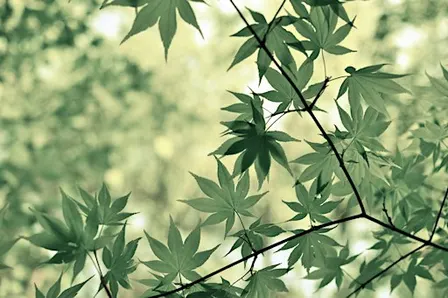 Japanese-Style Pruning - October 31