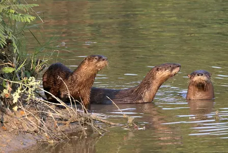 Hike with Jeff Vogelpohl (The Otter Whisperer)