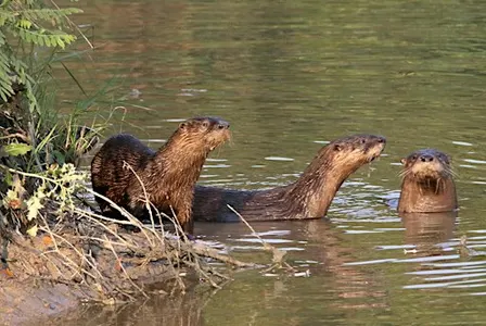 Hike with Jeff Vogelpohl (The Otter Whisperer)