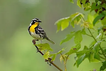 Enticing Local Birds