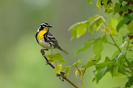 Enticing Local Birds
