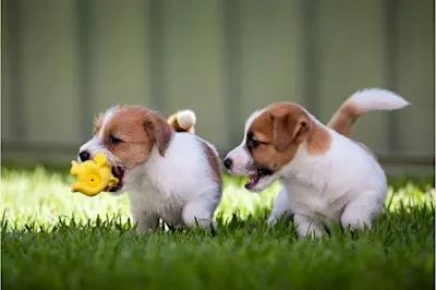Puppy Socialization Class at Goodheart Broadway (9-16 Weeks)