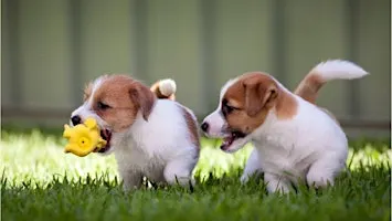 Puppy Socialization Class at Goodheart Broadway (17 weeks-6 Months)