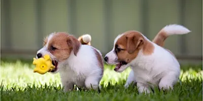Puppy Socialization Class at Goodheart Broadway (17 weeks-6 Months)