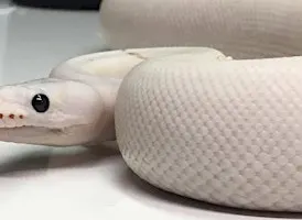 Nebraska Reptile Breeder Expo
