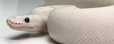 Nebraska Reptile Breeder Expo