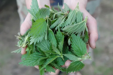 Foraging & Plant Identification