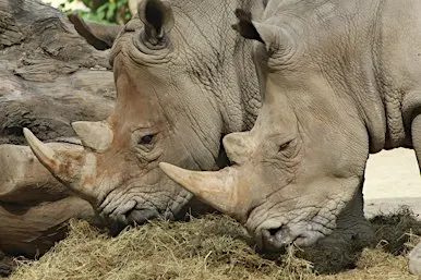 2026 Rhino Encounters