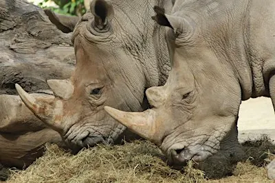 2026 Rhino Encounters