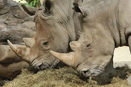 2026 Rhino Encounters