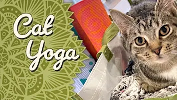 Cat Yoga at Catfé Lounge!