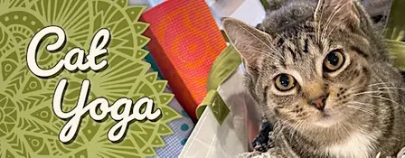 Cat Yoga at Catfé Lounge!