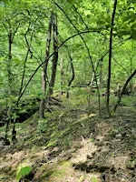 Forest Bathing (Shinrin Yoku) 3-20-27