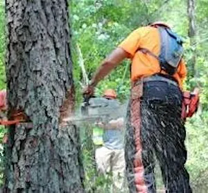 Tree Felling Workshop