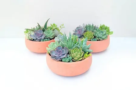 Autumn Succulent Workshop