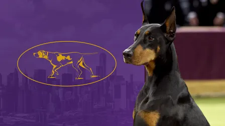 151st Westminster Kennel Club Dog Show - Reserved Two Night Pass