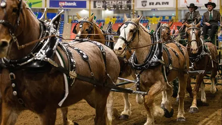 Draft Horse Show - Sun. Jan. 24 1pm