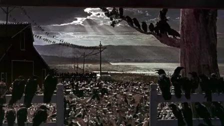 Bobby Stone Film Series: The Birds