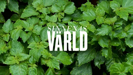 Med doft av patchouli